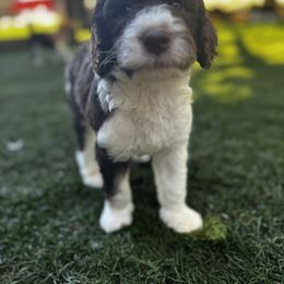 Poodle Puppies from Lollipop R Poodles