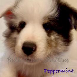 Patty - Blue merle white and tan female Shetland Sheepdog puppy in Idaho from Bellissimo Shelties