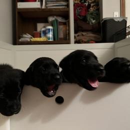 Irish Setter and Labrador Retriever Puppies from Kilkieran Kennels and Snowstorm Labradors