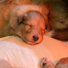 Collie Puppies from Plum Creek Collies