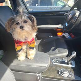 Yorkipoo puppies from Noir Luxe Litters of NJ