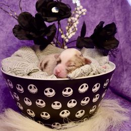 Boy 3 - Miniature American Shepherd puppy from Cedar Moon