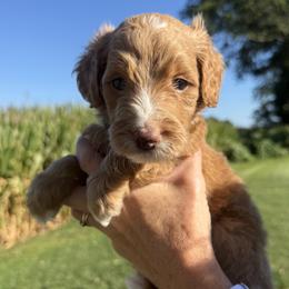 Scout - Fawn and white male Sheepadoodle puppy in Lancaster, Pennsylvania from Bitler Family Puppies