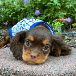 Ranger - Chocolate male Cavalier King Charles Spaniel puppy in Herriman, Utah from Gypsi Doodles & Poodles LLC.
