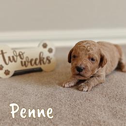 Penne (Lt Pink Collar) - Apricot female Goldendoodle puppy in Guthrie, Oklahoma from Edmond Doodles, LLC