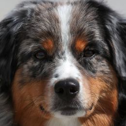 JoJo - Miniature American Shepherd