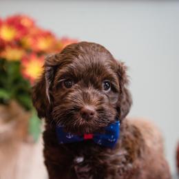 Australian Labradoodle Puppies from Forever Friends Labradoodles