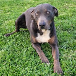 Judge - Catahoula Leopard Dog
