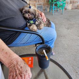 Taz - Liver male Shih Tzu puppy in Vernon, Texas from Fru Fru's Shih Tzus
