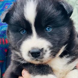 Boy 2 - Agouti and white male Siberian Husky puppy in Monroe, Georgia from Beastly Beauties Huskies & Pomskies