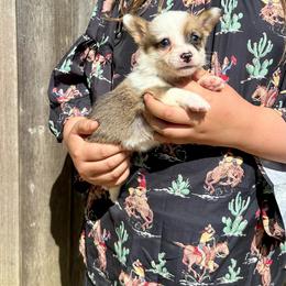Sable boy 2 - Sable male Pembroke Welsh Corgi puppy in Clinton, Tennessee from High Hopes Farm