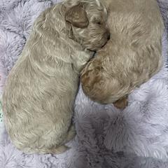 Labradoodle Puppies from News Mini Doodles