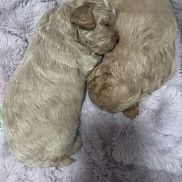 Labradoodle Puppies from News Mini Doodles