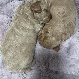 Labradoodle Puppies from News Mini Doodles