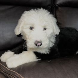 Old English Sheepdog Puppies from Wiggle Butts x Three