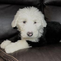 Old English Sheepdog Puppies from Wiggle Butts x Three