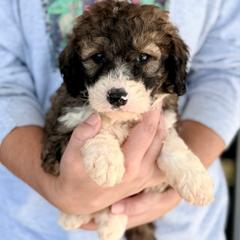 Mocha - Sable male Bordoodle puppy in Eastman, Georgia from Dood B Ranch
