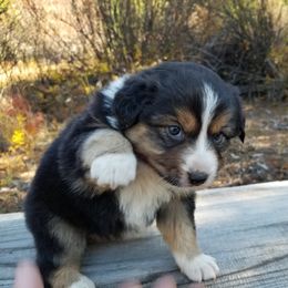 Australian Shepherd Puppies from Middle Fork Australian Shepherds