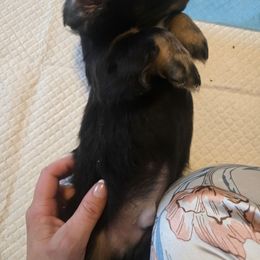 Boy 3 - Blue and tan male Dachshund puppy in Wichita Falls, Texas from Desert Willow Dachshunds