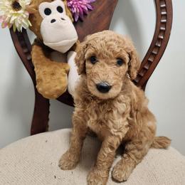 Baby - Red  female Poodle puppy in Spartanburg, South Carolina from Taya's Pups