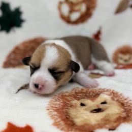 Jujube - Red female Pembroke Welsh Corgi puppy in Columbia, Tennessee from Wiggle B Ranch Corgis