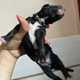 Boy 1 - Poodle puppy in Florida from Reignbow Poodles