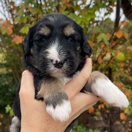 Green - Black and white male Sheepadoodle puppy in Archer, Florida from Gainesville Sheepadoodles