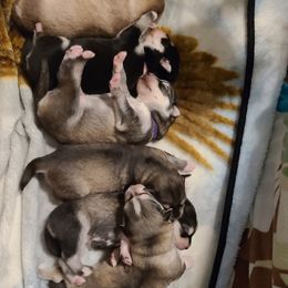 "Harleen & J's Puppies" Siberian Husky Puppies from JK Wisteria Huskies