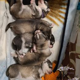 "Harleen & J's Puppies" Siberian Husky Puppies from JK Wisteria Huskies
