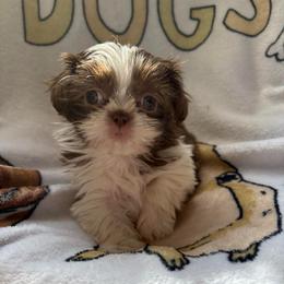 Kala - Tricolor female Shih Tzu puppy in Las Vegas, Nevada from Vegas Shih Tzus