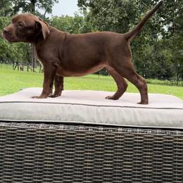 American Bully Puppies from TEXAS BULLY FAMILY