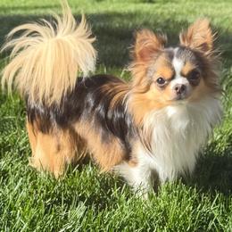 Ryder - Chihuahua