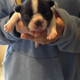 Purple girl - White and brindle female French Bulldog puppy in Auburn, Maine from Jaded French Bulldogs and Bullmastiffs