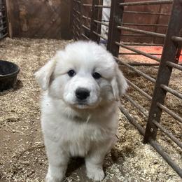 Pearl - White and tan female Great Pyrenees puppy in Coxs Mills, West Virginia from Bailey Family Farm