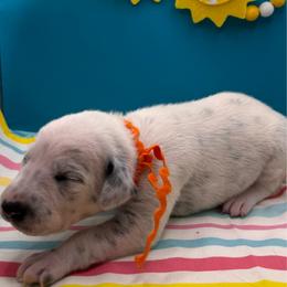 Sunny - White and black female Dalmatian puppy in Melrose, New Mexico from ECMO Farm Dalmatians & Labrador Retrievers