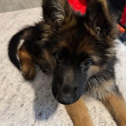 German Shepherd Puppies from Ewig Krieger Kennels
