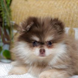 Honey - Black and tan female Pomeranian puppy in Santa Clarita, California from Hollywood Mini Pets