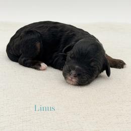 Linus - Phantom male Bernedoodle puppy in Bellville, Ohio from Bernedoodle Buddies