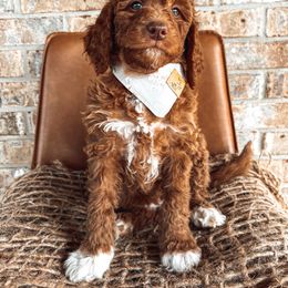 Goldendoodle Puppies from The Doting Doodle