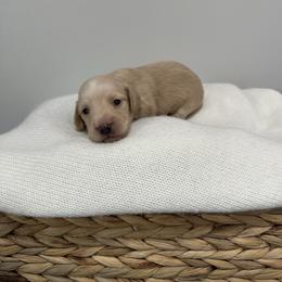 Oak - Cream male Dachshund puppy in Modesto, California from Raws Doxies