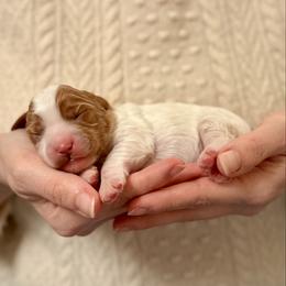 Boy 3 - Red male Cavapoo puppy in Kalamazoo, Michigan from Sleeping Bear Kennels