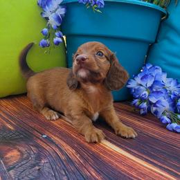 Pablo - Red male Dachshund puppy in Florence, Arizona from Doxie Town Az