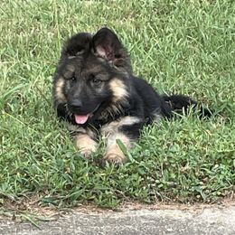 German Shepherd Puppies from Southern Lakes German Shepherds