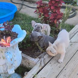 Boy 4 - White and black male French Bulldog puppy in Ada, Oklahoma from Joe Estep's Poodles