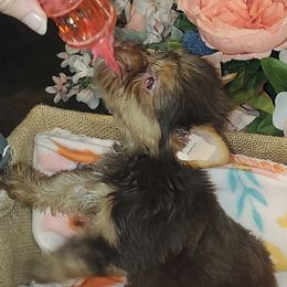 Yorkshire Terrier Puppies from Scott And Tammy's Lil Yorkies
