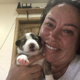 Border Collie Puppies from Burke BC’s