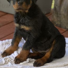 Rottweiler Puppies from Von Raven Haus Rottweilers