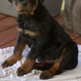 Rottweiler Puppies from Von Raven Haus Rottweilers