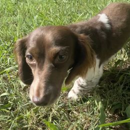 Poppy - Dachshund