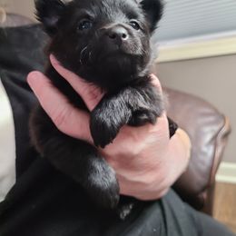 Pomeranian Puppies from Merri's Pom's